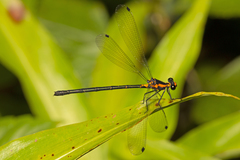 Austroargiolestes amabilis