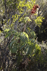 Melianthus