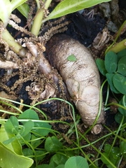 Phytolacca tetramera