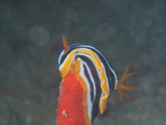 Chromodoris quadricolor