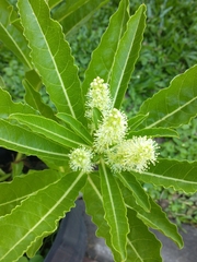 Phytolacca tetramera