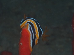 Chromodoris quadricolor