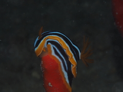 Chromodoris quadricolor