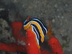 Chromodoris quadricolor