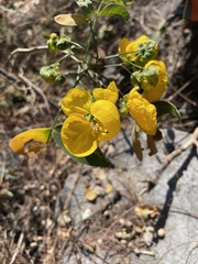 Senna wislizeni
