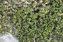 Bartramia breutelii