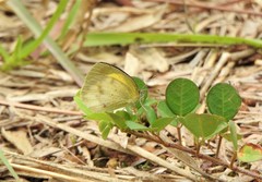 Eurema elathea