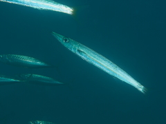 Sphyraena flavicauda