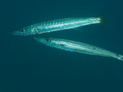 Sphyraena flavicauda