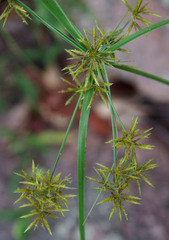 Cyperus fulvus