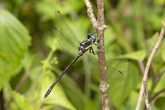 Eusynthemis aurolineata