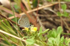 Hemiargus hanno