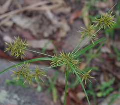 Cyperus fulvus