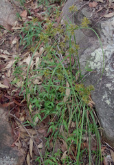 Cyperus fulvus