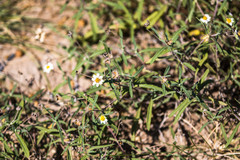 Melampodium cinereum