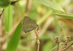 Parrhasius polibetes