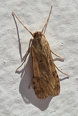 Nomophila distinctalis