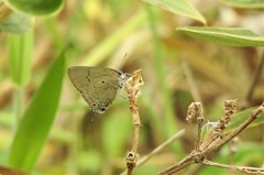 Parrhasius polibetes