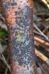 Diatrype disciformis