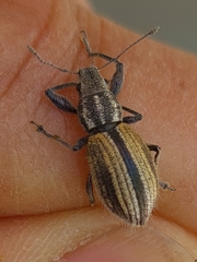 Naupactus verecundus