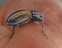 Naupactus verecundus