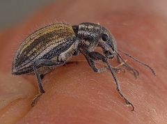 Naupactus verecundus