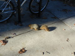 Sciurus niger