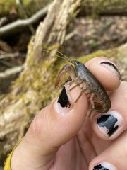 Cambarus bartonii cavatus