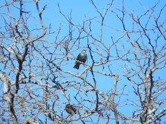 Sturnus vulgaris