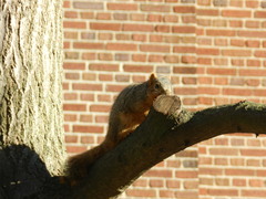 Sciurus niger