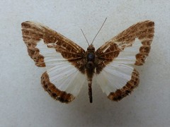 Nymphidium azanoides