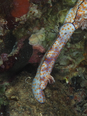 Hypselodoris pulchella