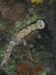 Hypselodoris pulchella