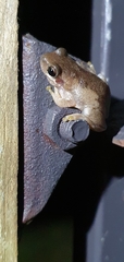 Litoria balatus