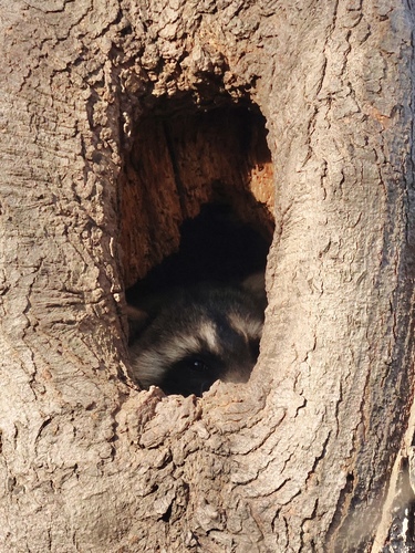 Common Raccoon photographed in Maryland