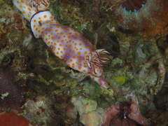 Hypselodoris pulchella