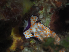 Hypselodoris pulchella