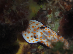 Hypselodoris pulchella