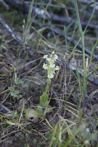 Image of Pterygodium schelpei by (c) Tony Rebelo, some rights reserved (CC BY-SA)