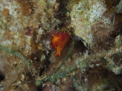 Dendronephthya hemprichi