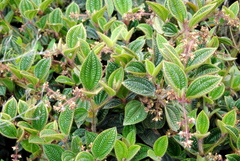 Miconia australis