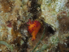 Dendronephthya hemprichi