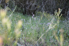 Trigonocapnos lichtensteinii
