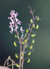 Trigonocapnos lichtensteinii