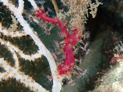 Alcyonium coralloides