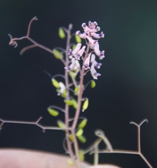Trigonocapnos lichtensteinii