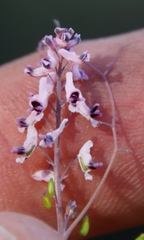 Trigonocapnos lichtensteinii