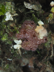 Botrylloides niger