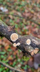 Crepidotus