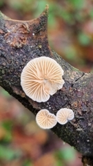 Crepidotus
